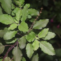 Ocimum basilicum var. basilicum L.